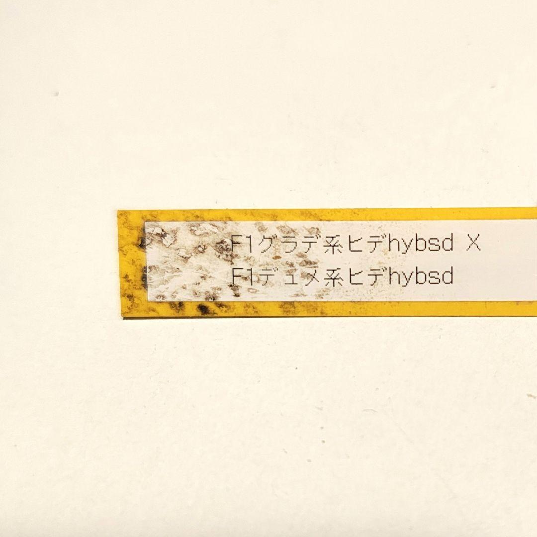 2639ピンクミストsdヒデコートhyb 大木ナーセリークリスマスローズ開花株