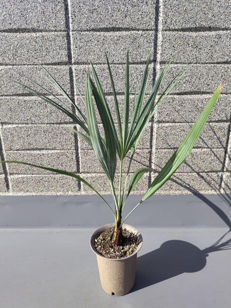 Brahea armata　トゲハクセンヤシ　ブラヘア アルマータ