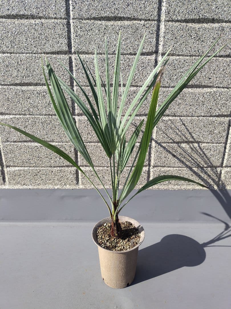 Brahea armata　トゲハクセンヤシ　ブラヘア アルマータ