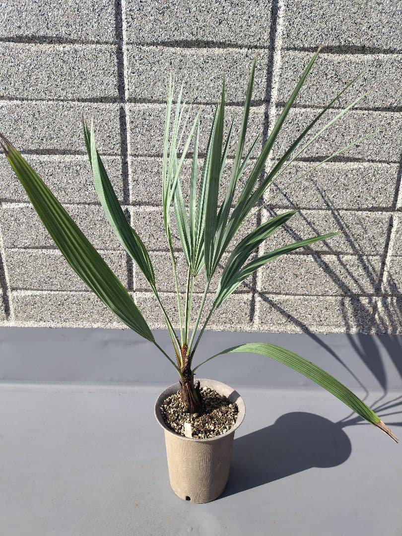 Brahea armata　トゲハクセンヤシ　ブラヘア アルマータ