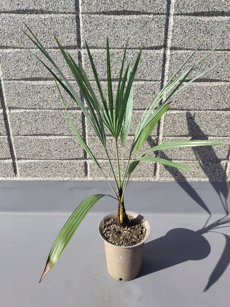 Brahea armata　トゲハクセンヤシ　ブラヘア アルマータ