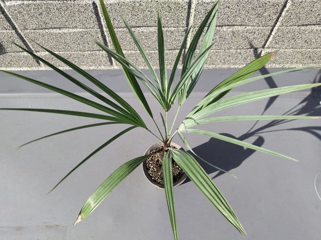 Brahea armata　トゲハクセンヤシ　ブラヘア アルマータ