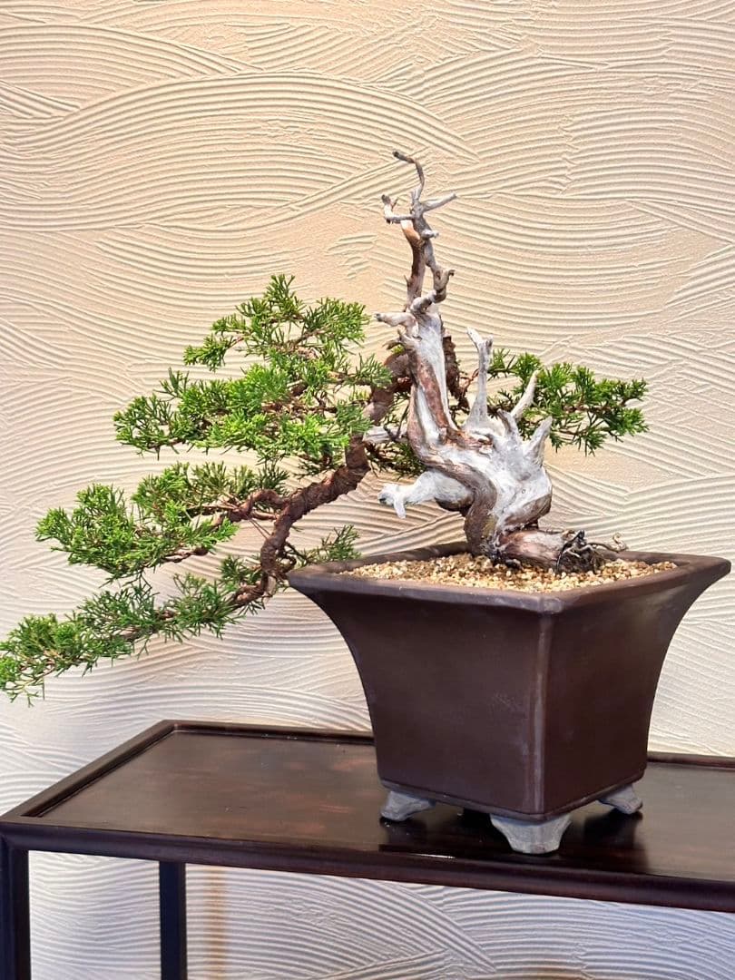 盆栽　真柏　盆栽鉢　植物