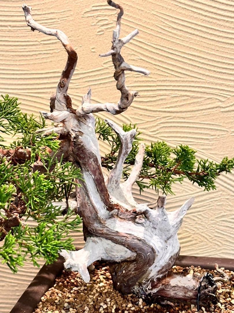 盆栽　真柏　盆栽鉢　植物