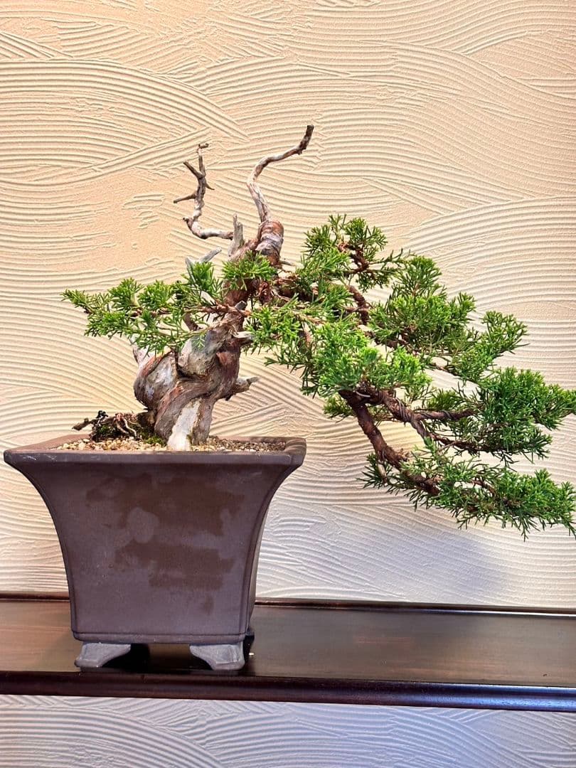 盆栽　真柏　盆栽鉢　植物