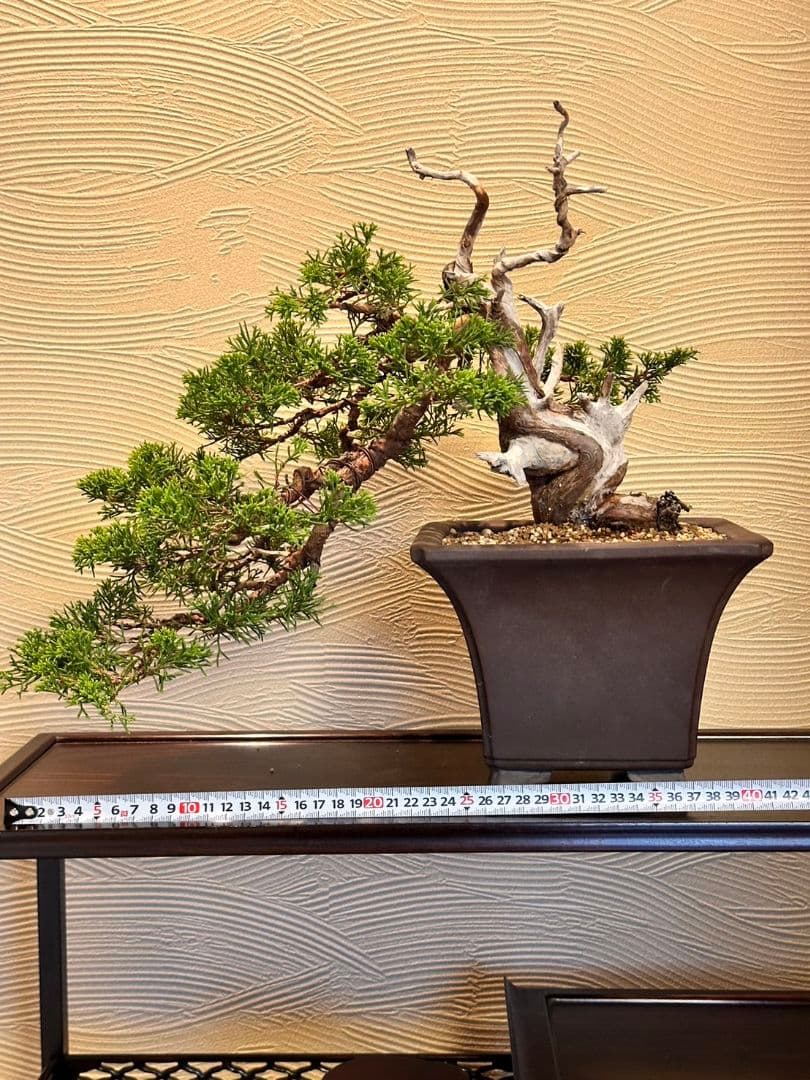 盆栽　真柏　盆栽鉢　植物