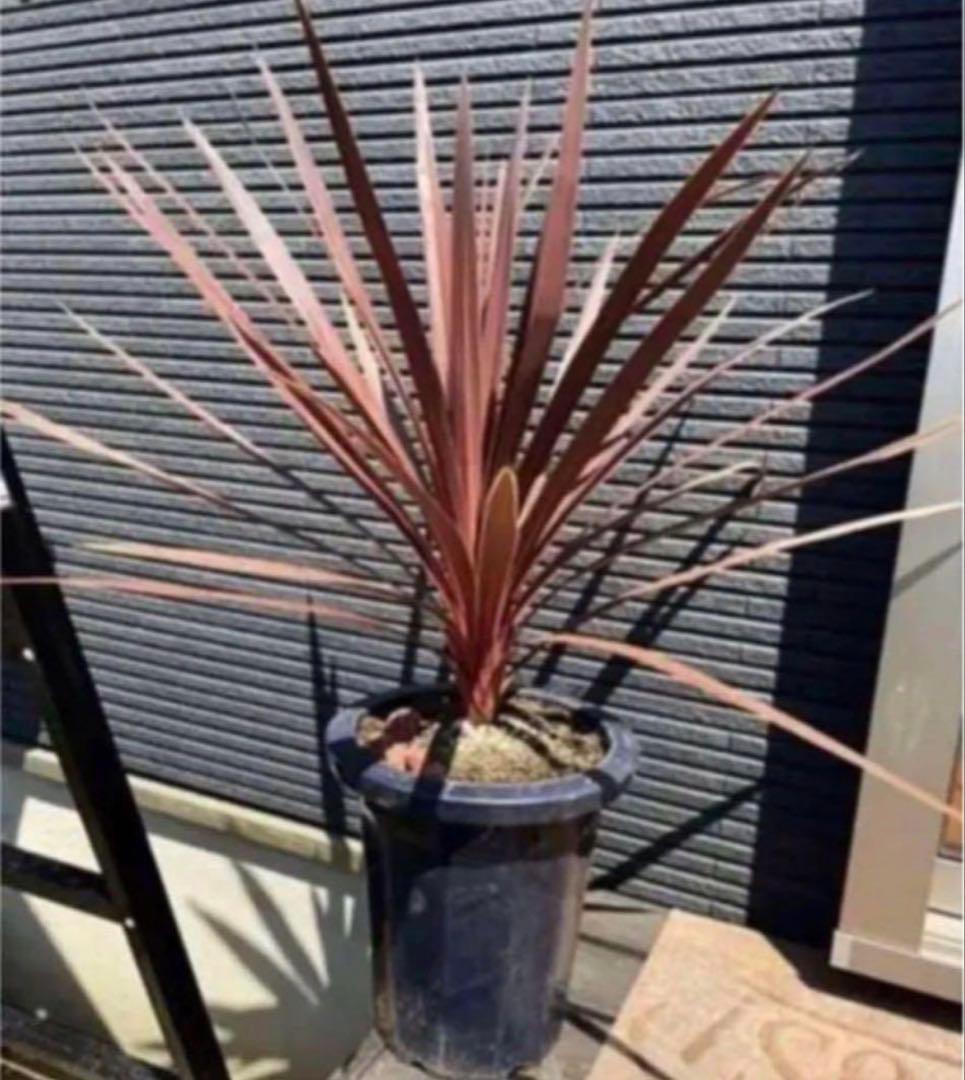 ✨お得な②株SET✨ ♦︎コルジリネ　レッドスター❣️ とても綺麗な樹形です♦︎