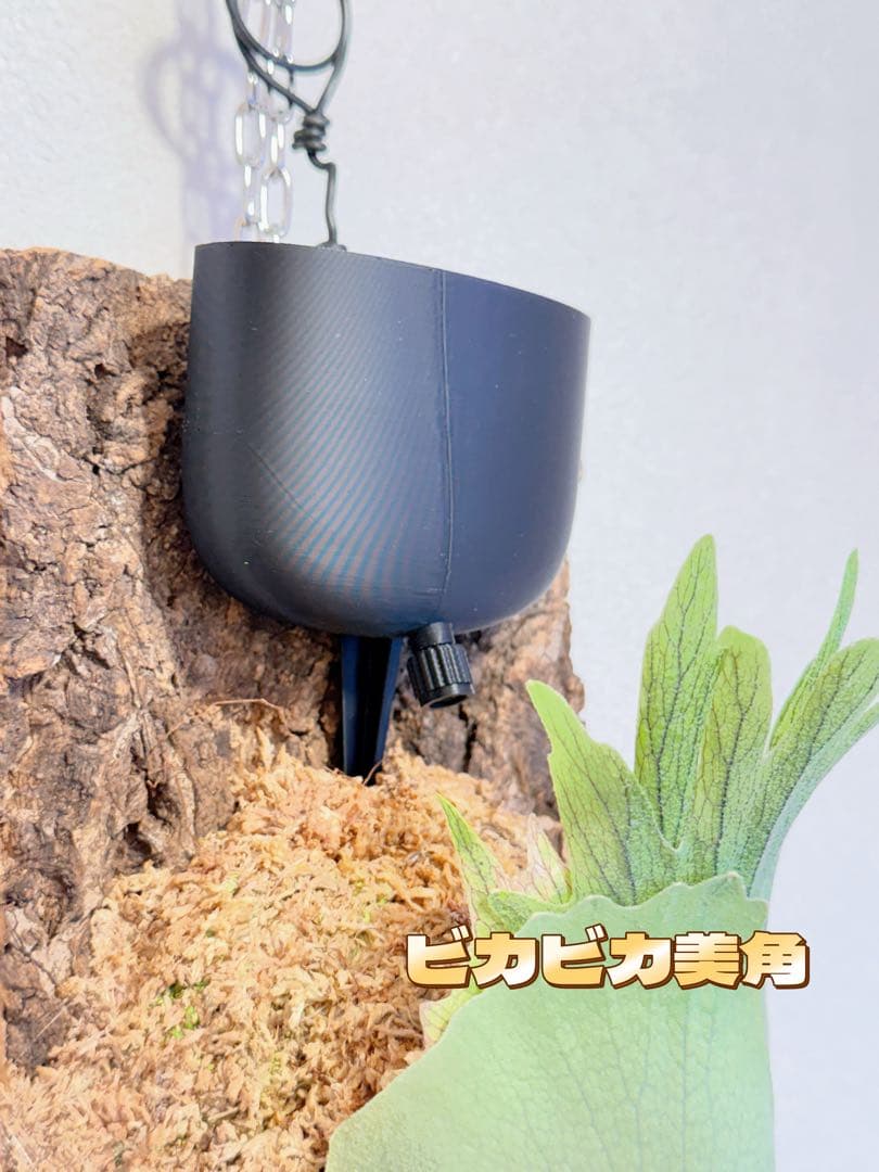 Momo　板付けビカクシダ専用　ドリップ式給水器と肥料バスケット7個ずつ