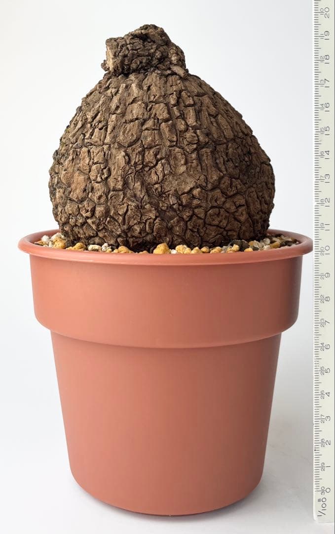 【美/塊根植物】ステファニア スベローサ 大株 ⑤