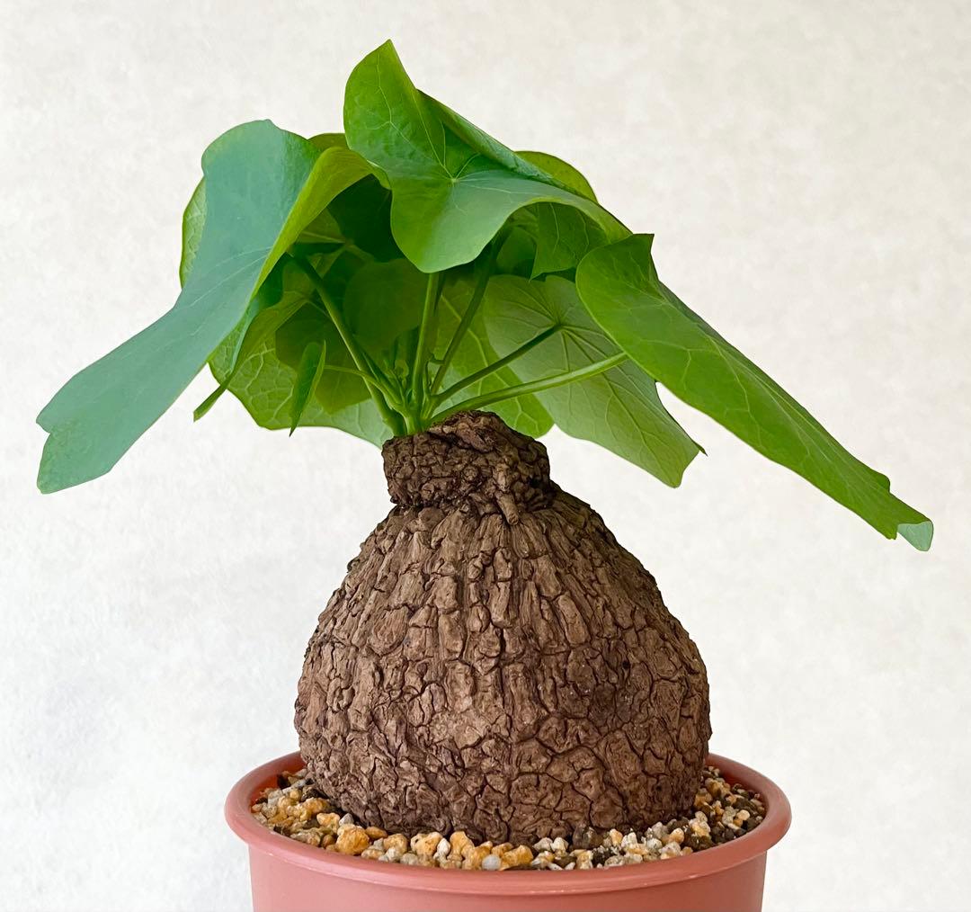 【美/塊根植物】ステファニア スベローサ 大株 ⑤