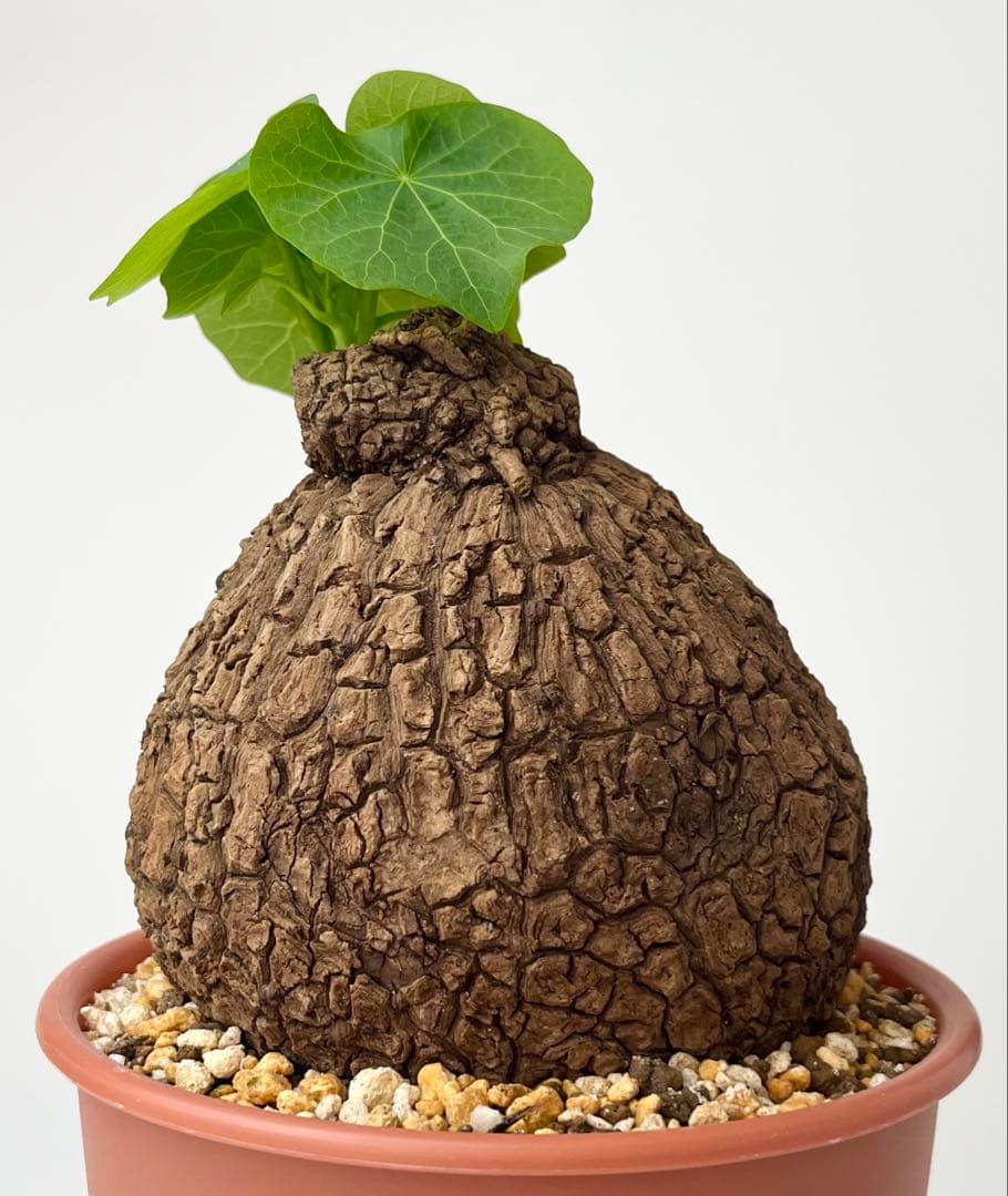 【美/塊根植物】ステファニア スベローサ 大株 ⑤