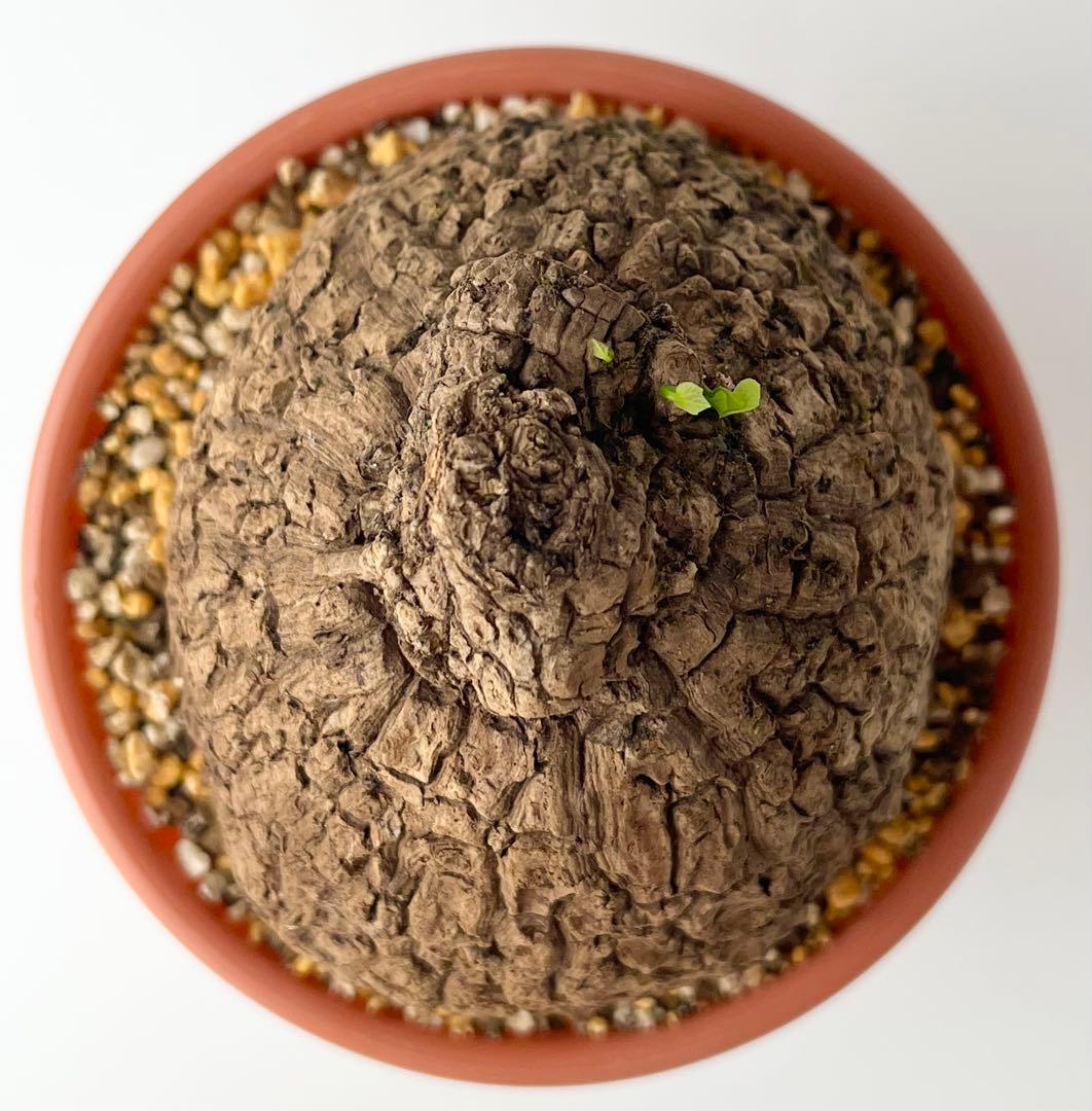 【美/塊根植物】ステファニア スベローサ 大株 ⑤