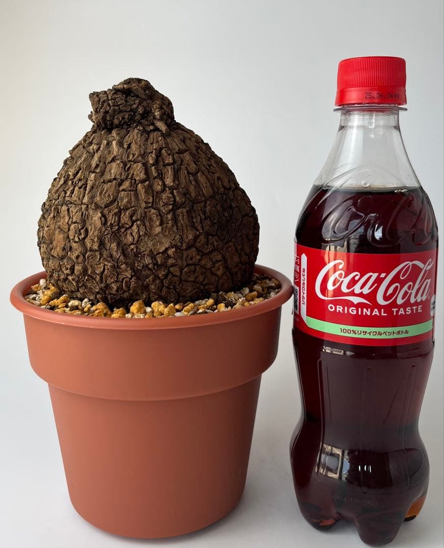 【美/塊根植物】ステファニア スベローサ 大株 ⑤