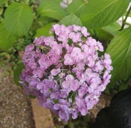 即購入可　オタフク（ウズ）アジサイ現物A抜き苗