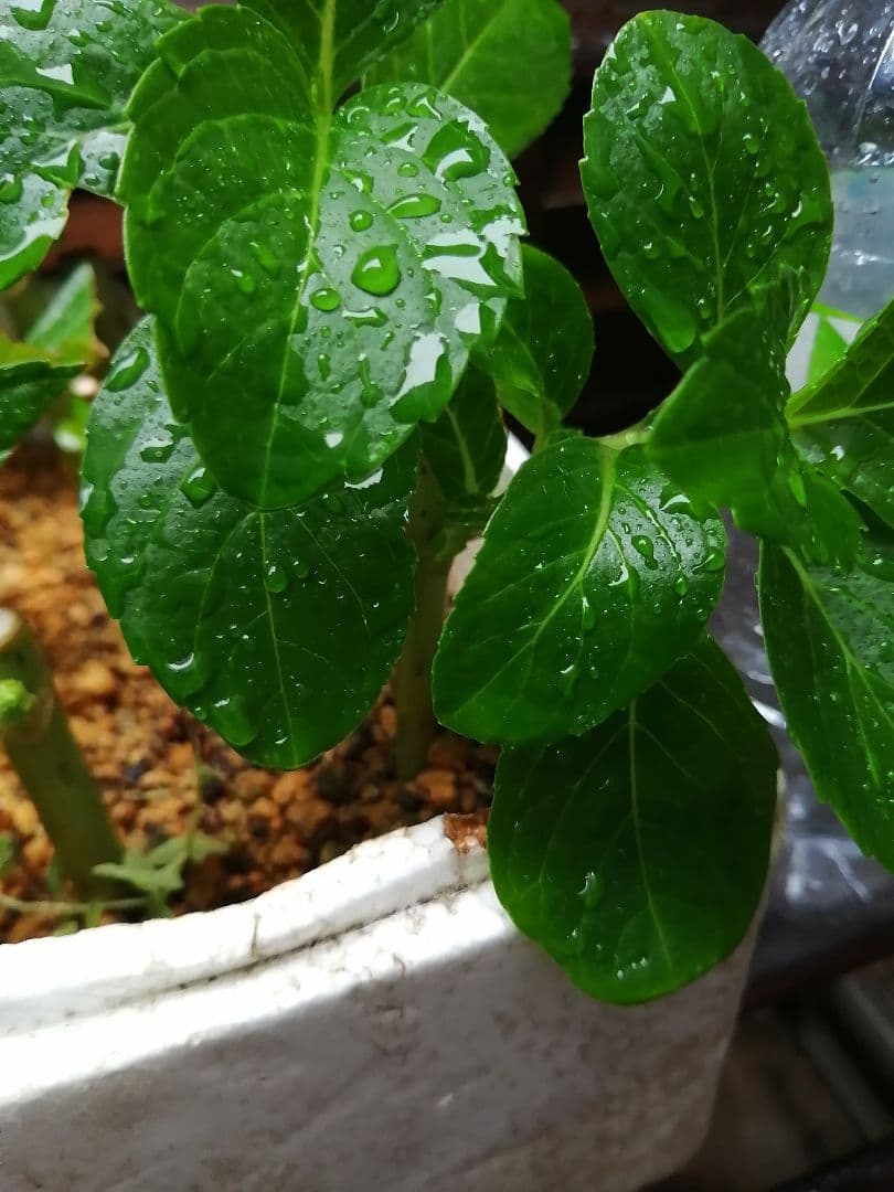 即購入可　オタフク（ウズ）アジサイ現物A抜き苗