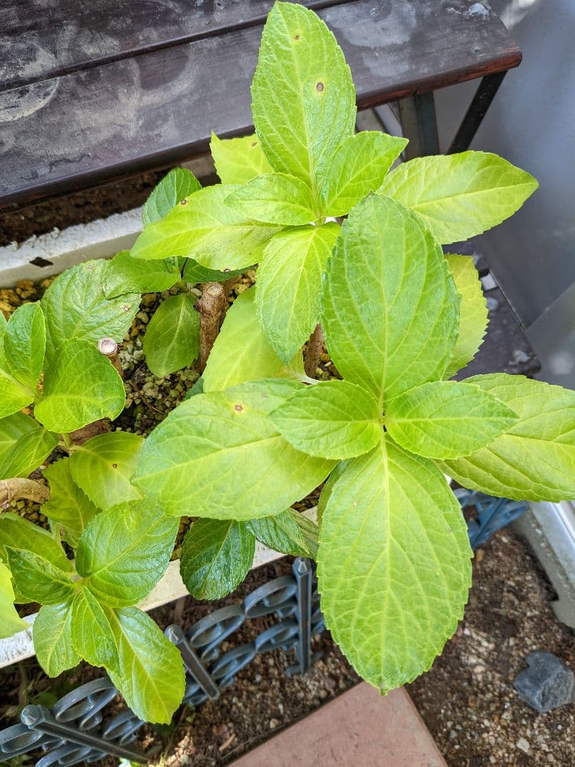 即購入可　オタフク（ウズ）アジサイ現物A抜き苗