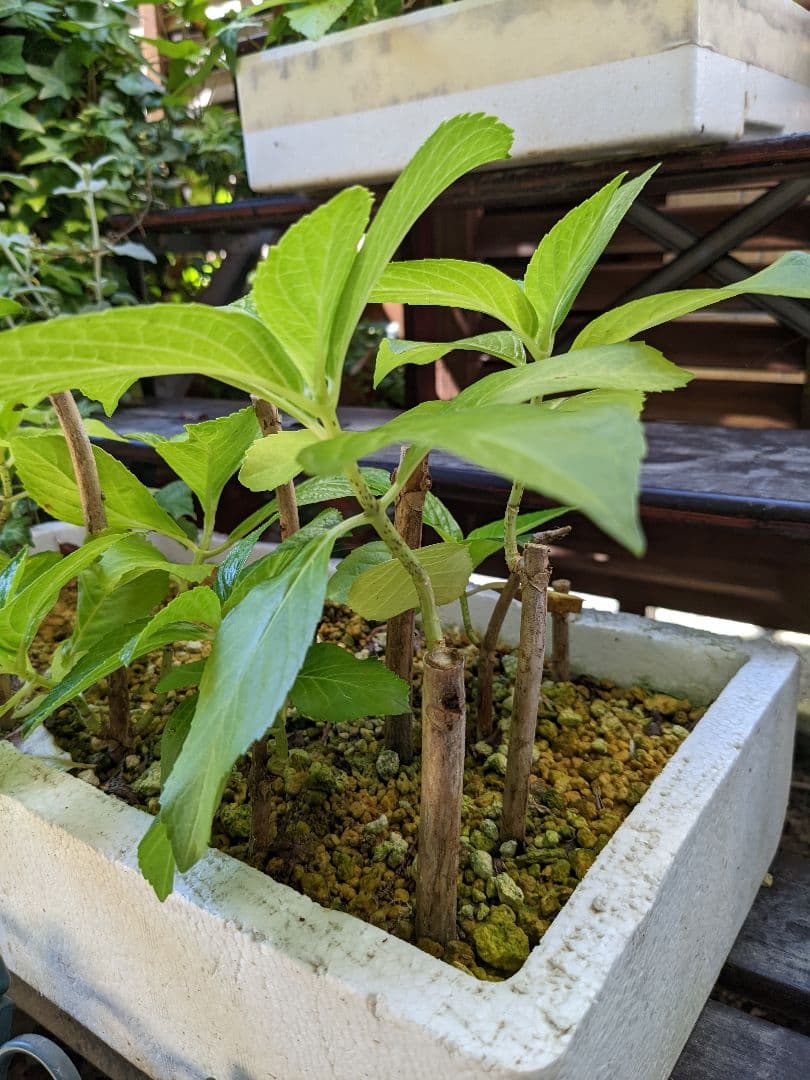 即購入可　オタフク（ウズ）アジサイ現物A抜き苗