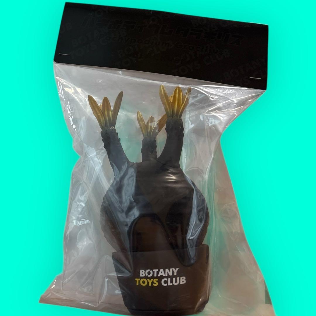 新品⭐︎限定カラー BOTANY TOYS CLUB パキポディウム グラキリス⭐︎
