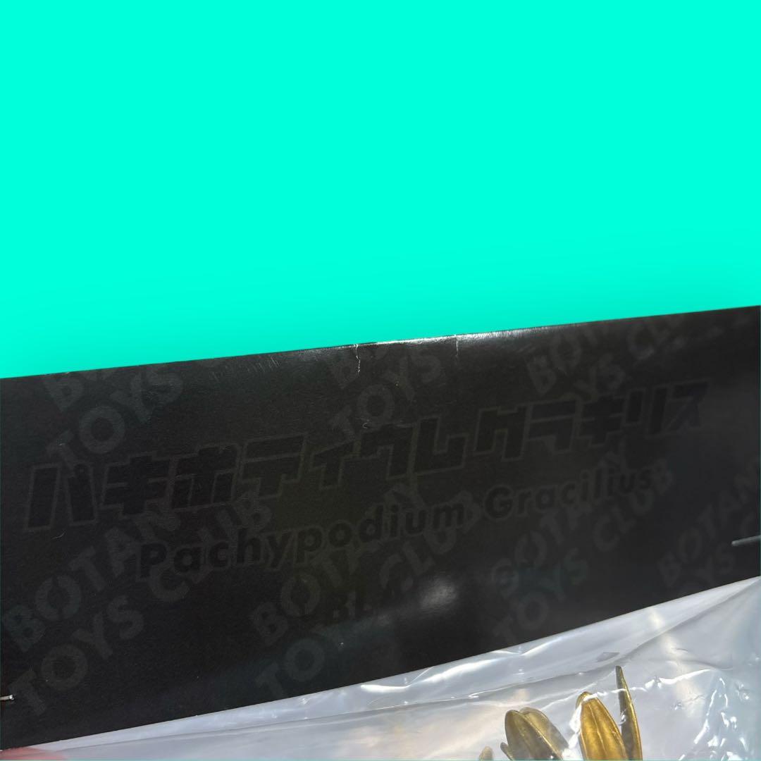 新品⭐︎限定カラー BOTANY TOYS CLUB パキポディウム グラキリス⭐︎