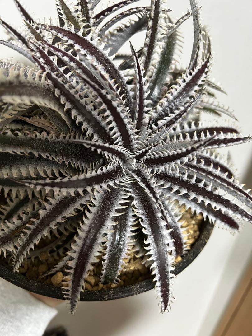 ブロメリア・エアープランツ Dyckia Smilodon amazonico hybrid