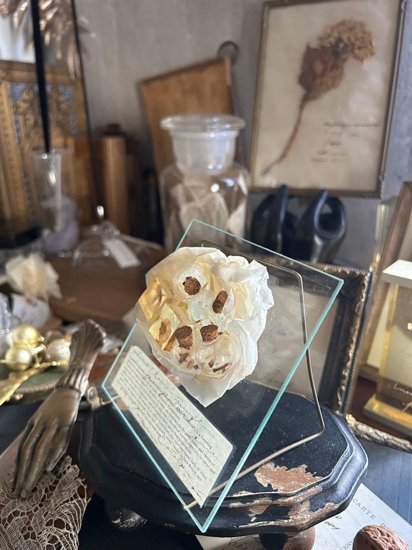 errer ガラスプレート 植物標本 筆記体 アンティーク 樹脂標本