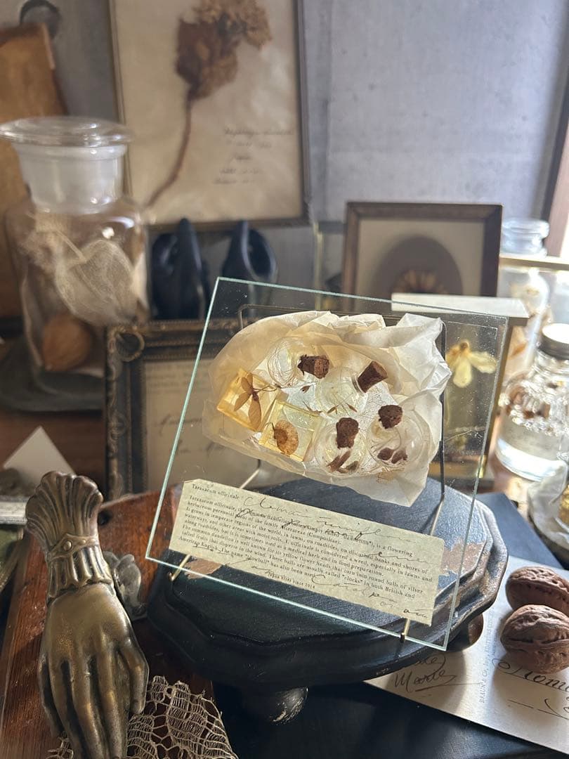 errer ガラスプレート 植物標本 筆記体 アンティーク 樹脂標本