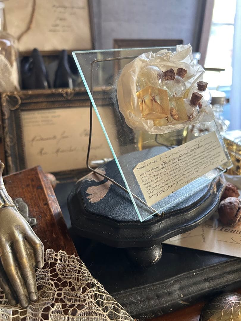 errer ガラスプレート 植物標本 筆記体 アンティーク 樹脂標本