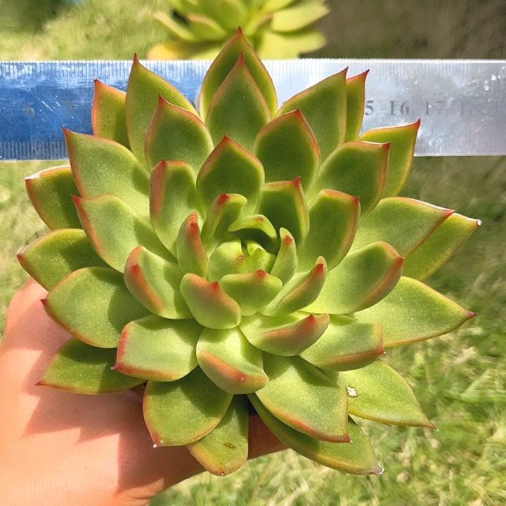 多肉植物  ❤️エボニー ジゼル ❤️吉赛尔❤️ 1大頭12cm!拔き苗！