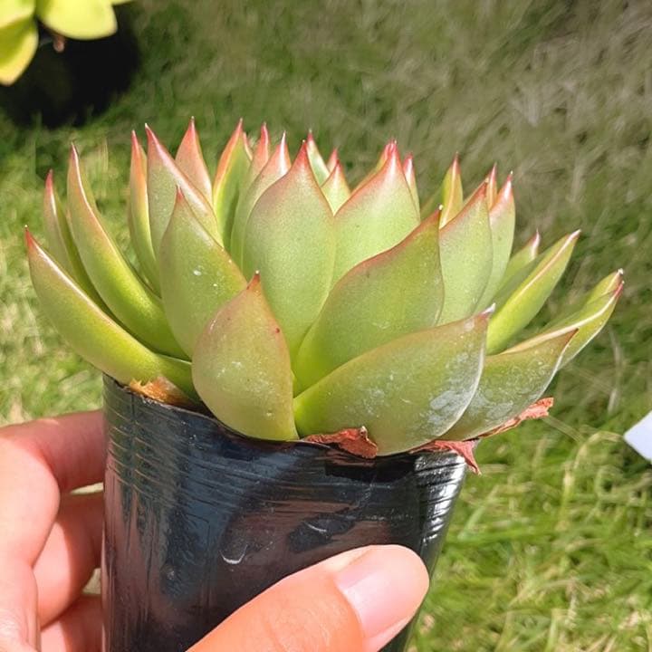 多肉植物  ❤️エボニー ジゼル ❤️吉赛尔❤️ 1大頭12cm!拔き苗！