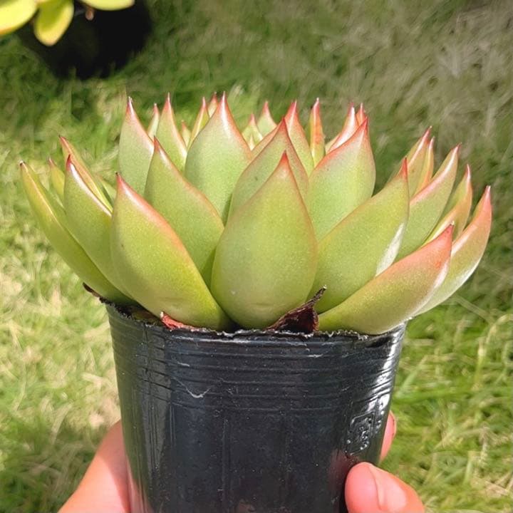 多肉植物  ❤️エボニー ジゼル ❤️吉赛尔❤️ 1大頭12cm!拔き苗！