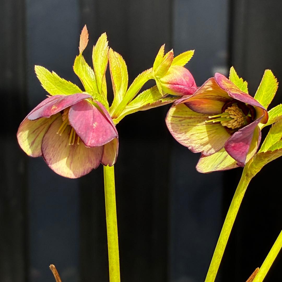 3768☘️３年間管理株☘️⭐️トルカータス交配⭐️小輪⭐️印象的⭐️広瀬園芸⭐️