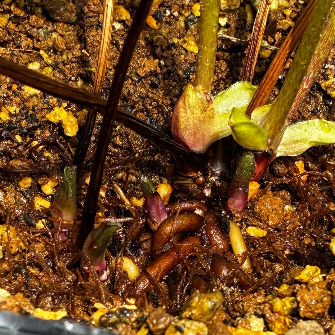 3768☘️３年間管理株☘️⭐️トルカータス交配⭐️小輪⭐️印象的⭐️広瀬園芸⭐️