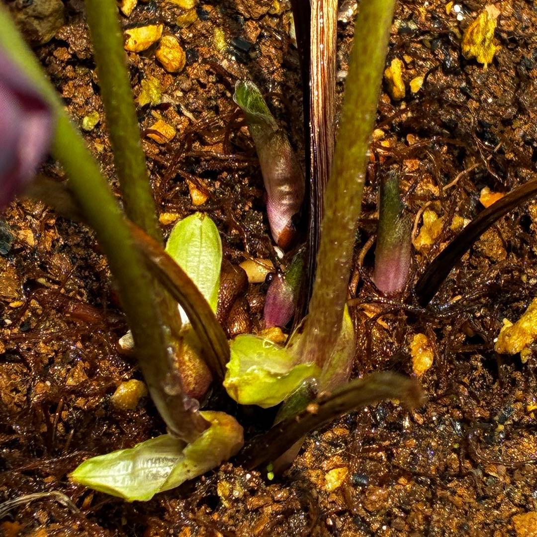 3768☘️３年間管理株☘️⭐️トルカータス交配⭐️小輪⭐️印象的⭐️広瀬園芸⭐️