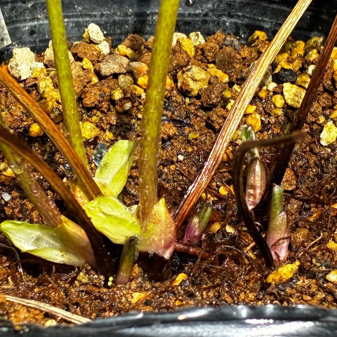 3768☘️３年間管理株☘️⭐️トルカータス交配⭐️小輪⭐️印象的⭐️広瀬園芸⭐️