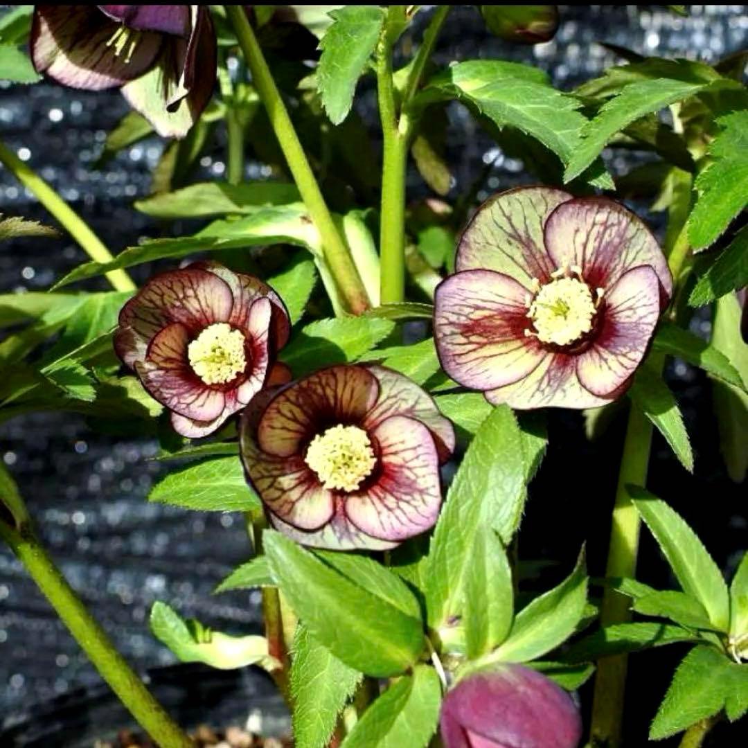 3768☘️３年間管理株☘️⭐️トルカータス交配⭐️小輪⭐️印象的⭐️広瀬園芸⭐️