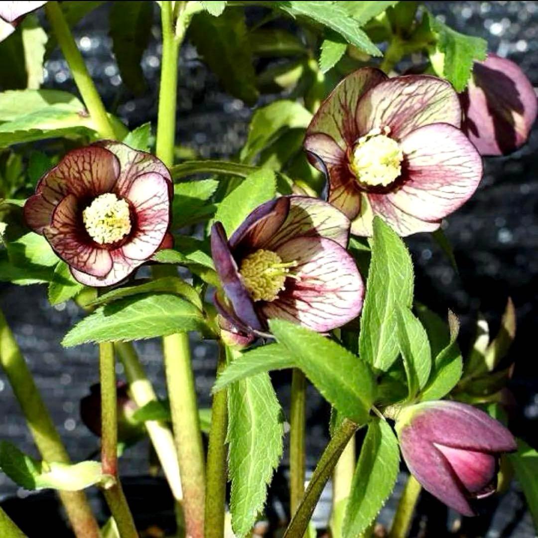 3768☘️３年間管理株☘️⭐️トルカータス交配⭐️小輪⭐️印象的⭐️広瀬園芸⭐️