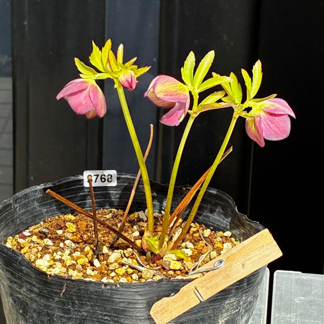 3768☘️３年間管理株☘️⭐️トルカータス交配⭐️小輪⭐️印象的⭐️広瀬園芸⭐️