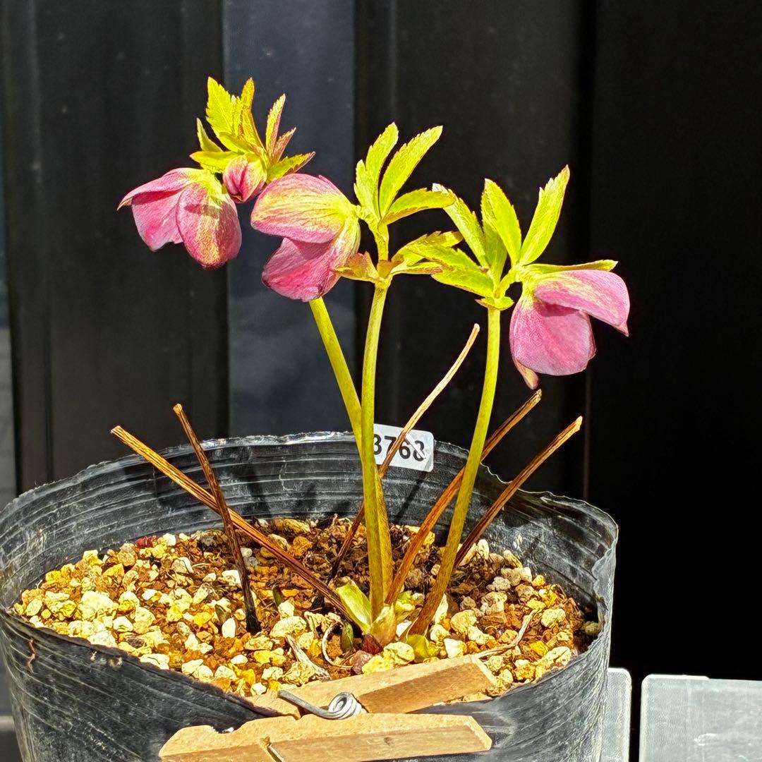 3768☘️３年間管理株☘️⭐️トルカータス交配⭐️小輪⭐️印象的⭐️広瀬園芸⭐️