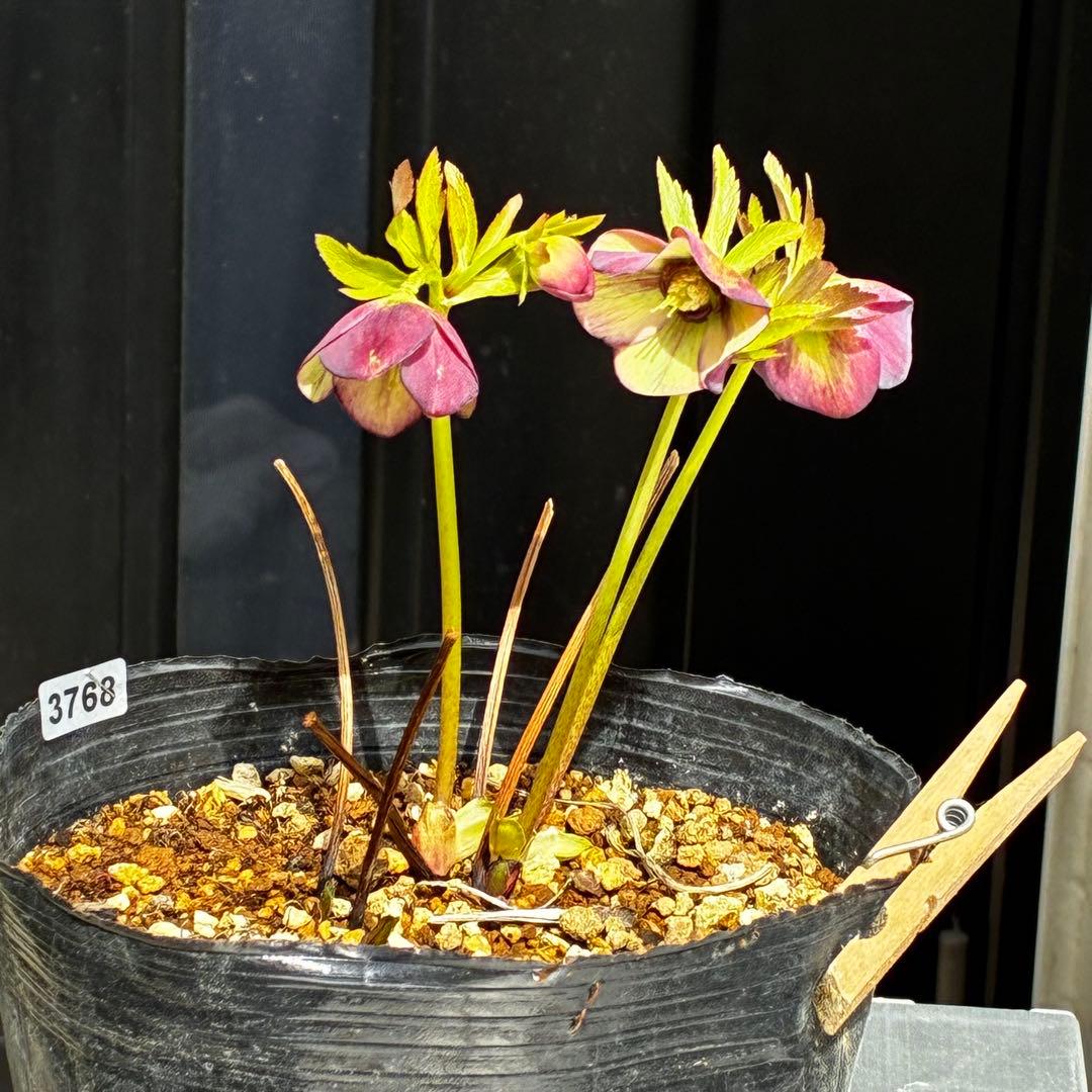 3768☘️３年間管理株☘️⭐️トルカータス交配⭐️小輪⭐️印象的⭐️広瀬園芸⭐️