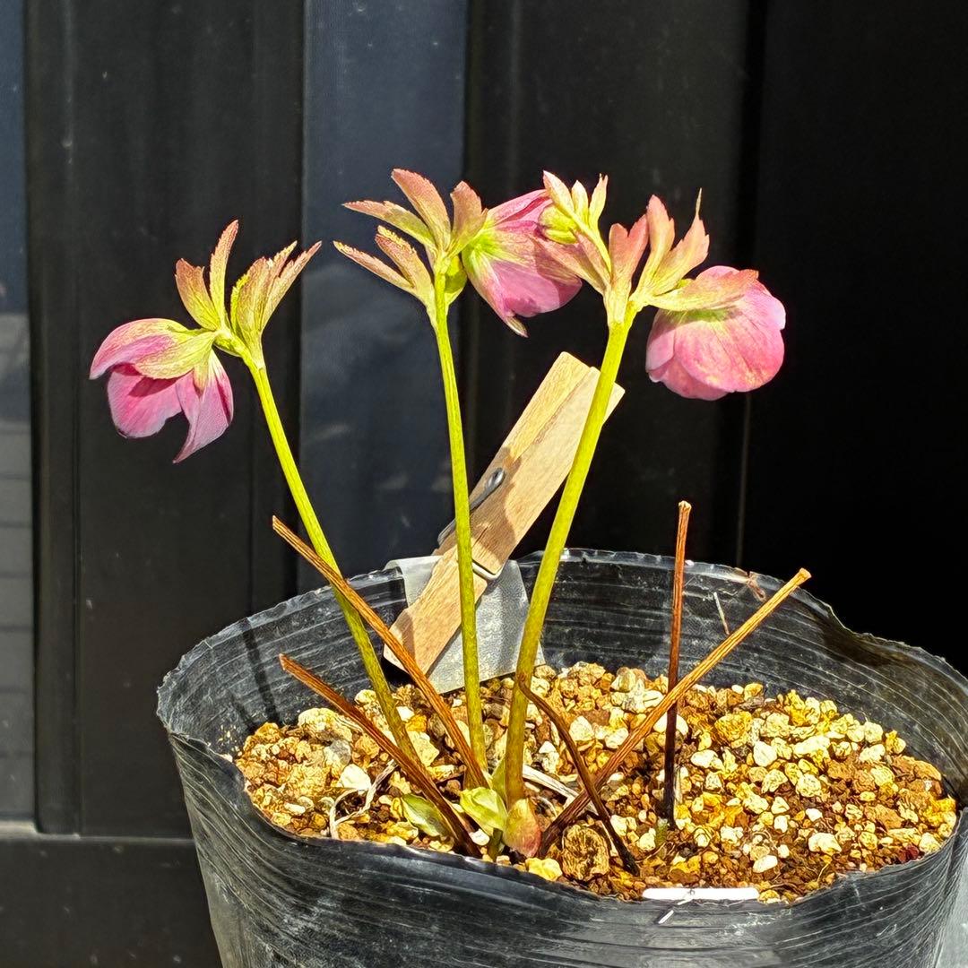 3768☘️３年間管理株☘️⭐️トルカータス交配⭐️小輪⭐️印象的⭐️広瀬園芸⭐️