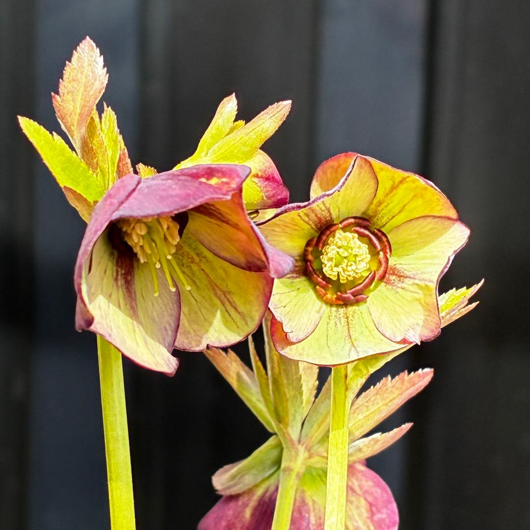 3768☘️３年間管理株☘️⭐️トルカータス交配⭐️小輪⭐️印象的⭐️広瀬園芸⭐️