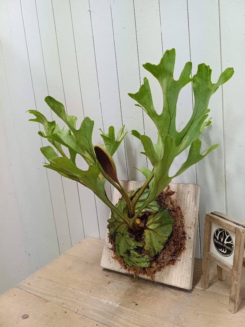 Z013【板付！LLサイズ】胞子嚢付！ビカクシダ リドレイ 現地球3/3輸入