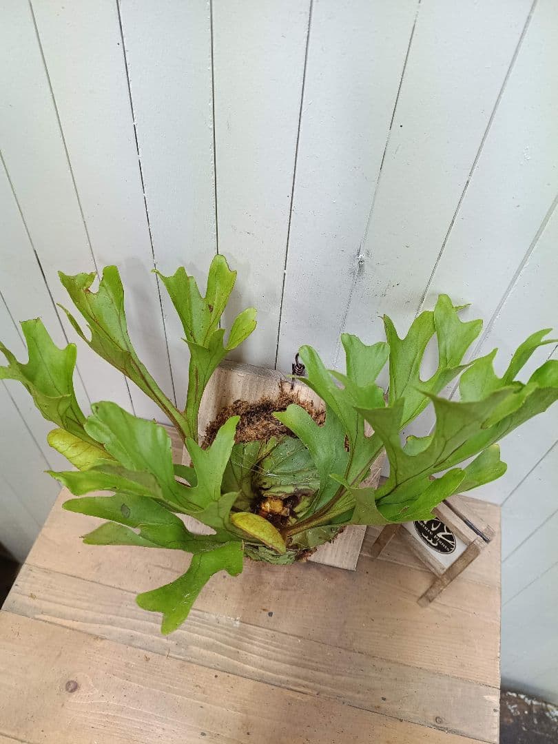 Z013【板付！LLサイズ】胞子嚢付！ビカクシダ リドレイ 現地球3/3輸入