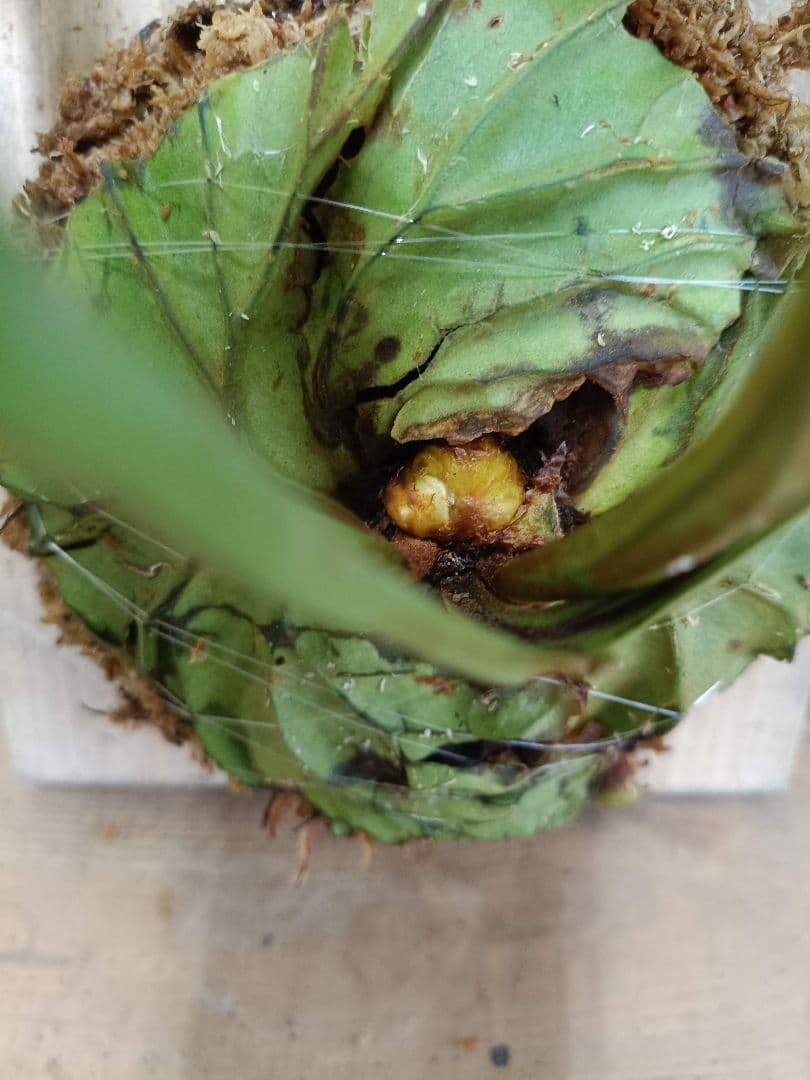 Z013【板付！LLサイズ】胞子嚢付！ビカクシダ リドレイ 現地球3/3輸入