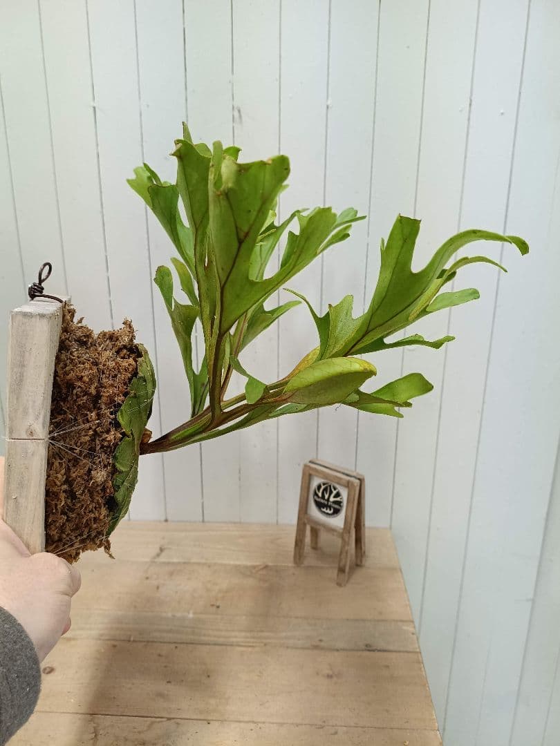 Z013【板付！LLサイズ】胞子嚢付！ビカクシダ リドレイ 現地球3/3輸入