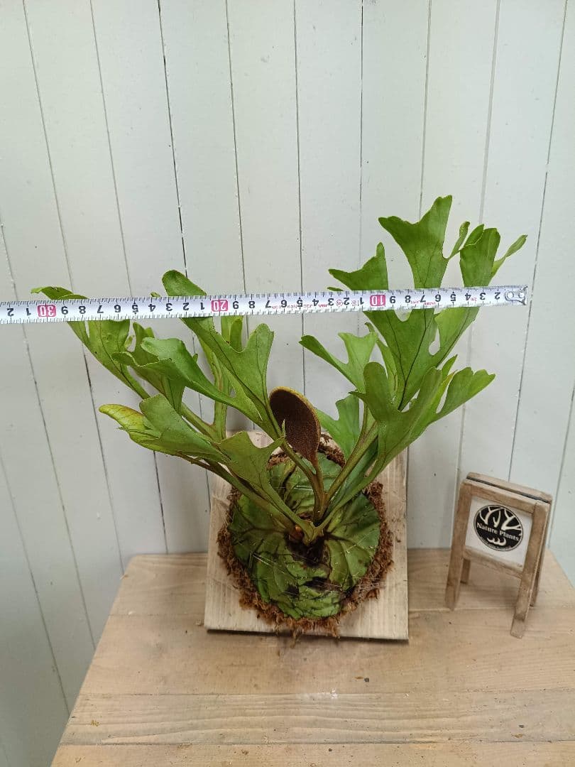 Z013【板付！LLサイズ】胞子嚢付！ビカクシダ リドレイ 現地球3/3輸入