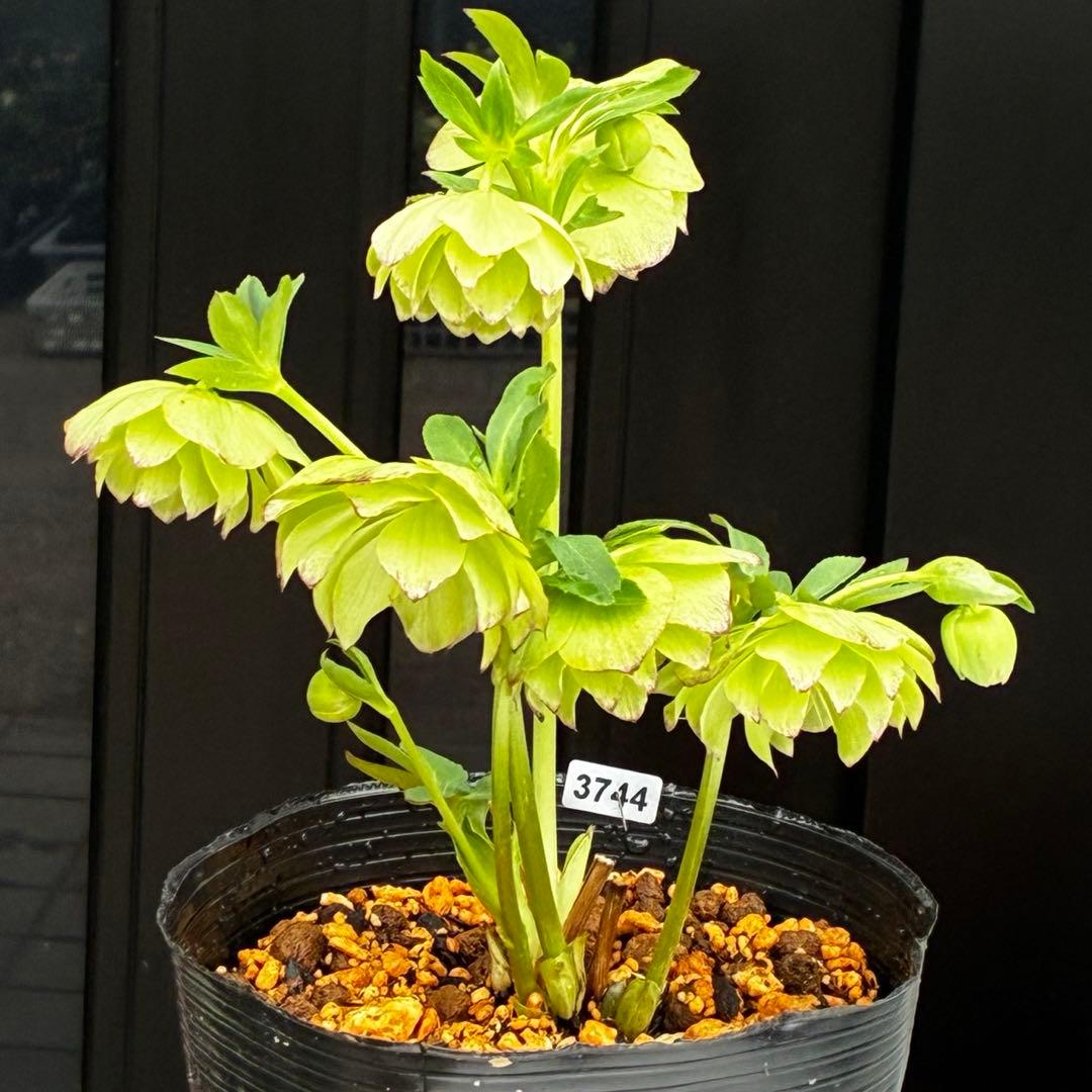 3744☘️レア☘️⭐️白抜け紅かすりピコティー⭐️小中輪⭐️コロコロ⭐️コンパクト⭐️