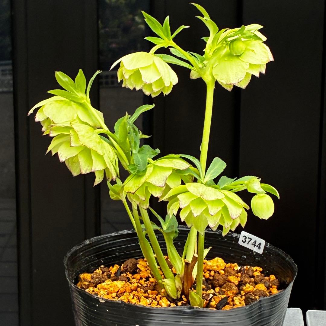 3744☘️レア☘️⭐️白抜け紅かすりピコティー⭐️小中輪⭐️コロコロ⭐️コンパクト⭐️