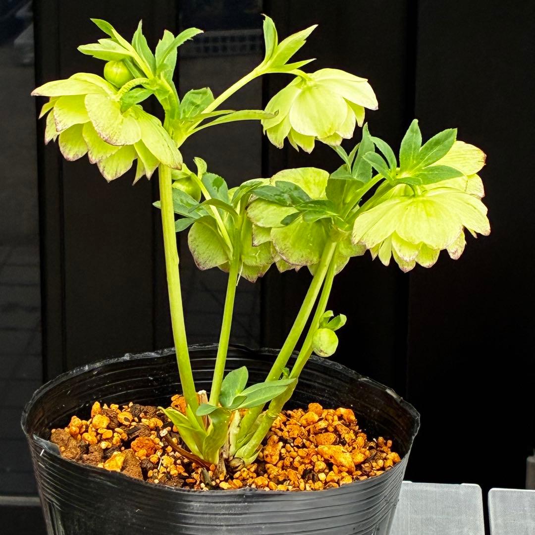 3744☘️レア☘️⭐️白抜け紅かすりピコティー⭐️小中輪⭐️コロコロ⭐️コンパクト⭐️