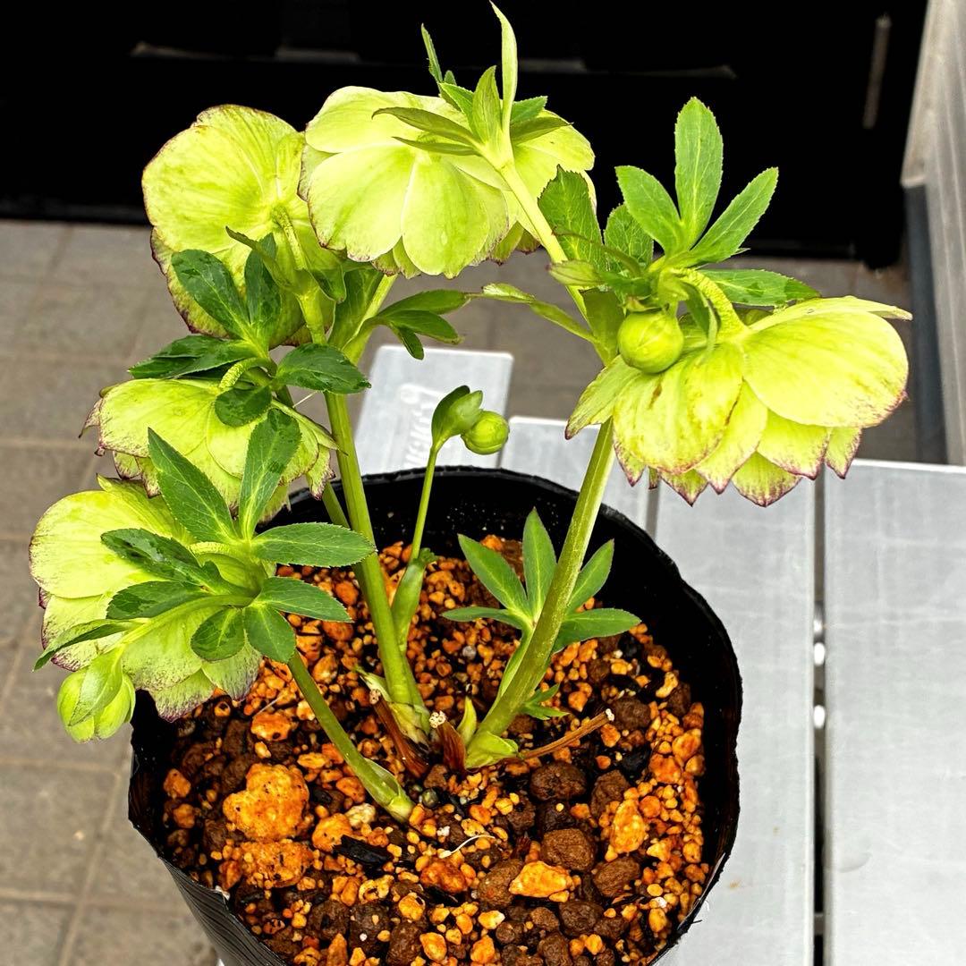 3744☘️レア☘️⭐️白抜け紅かすりピコティー⭐️小中輪⭐️コロコロ⭐️コンパクト⭐️